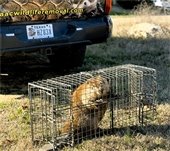 captured beaver 
