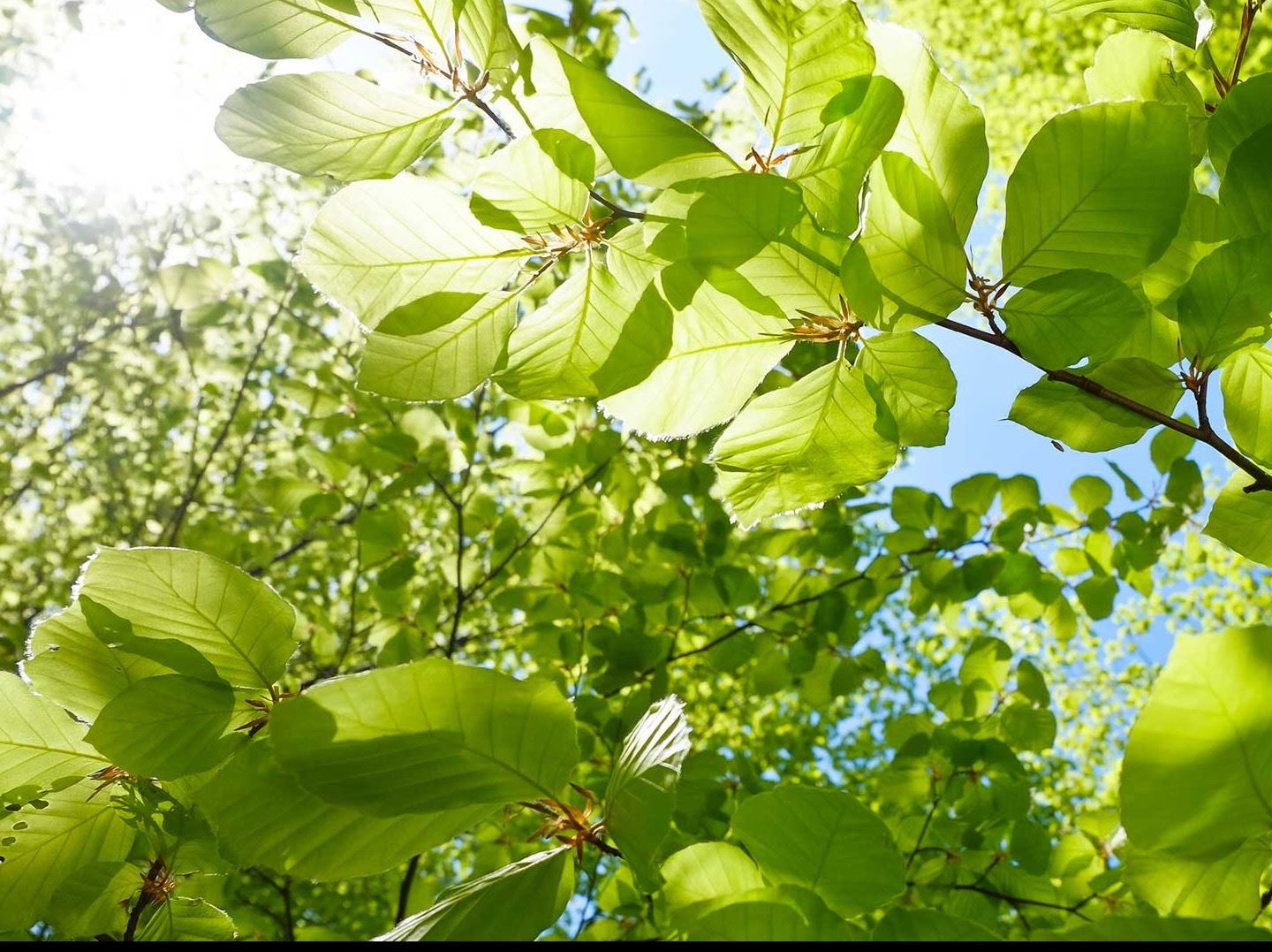 hero-beech-leaves-closeup