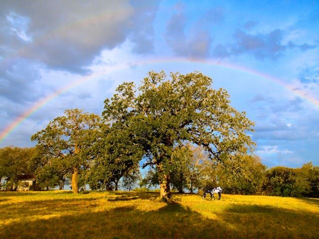 Tree Rainbow Charles Baxter